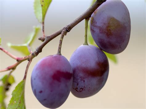 purpke fruit